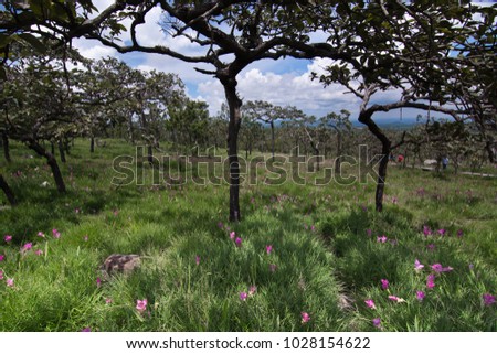 Curcuma sessilis, flower field, nature trail, Pa Hin Ngam National park.