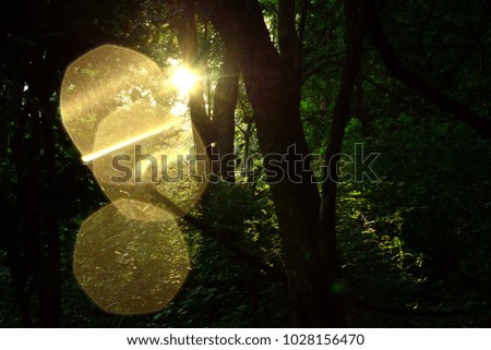 sun light in tree