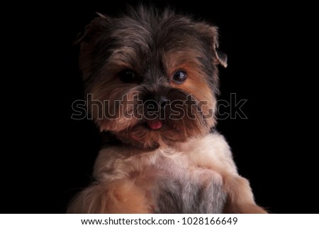 closeup picture of a yorkshire terrier's head on black background