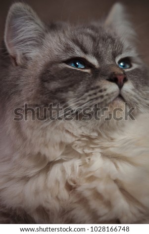 beautiful cat with superior look posing in studio, closeup picture