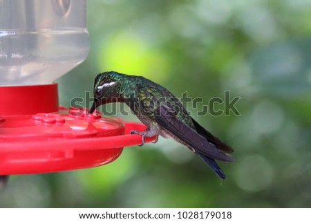 Beautiful Vibrant Hummingbird