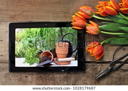 Overhead shot a tablet showing terracotta pots and plants ready to be planted in a garden with a bouquet of orange and yellow tulips over a wood table. Flat lay top view style.