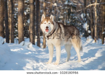 Portrait of Siberian Husky looks like a wolf in the winter forest. Husky dog is standing on the snow at sunset.
