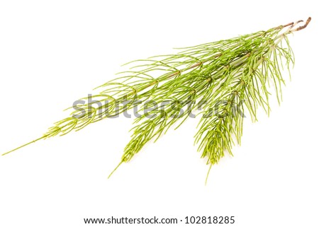 Field Horsetail on White Background Royalty-Free Stock Photo #102818285