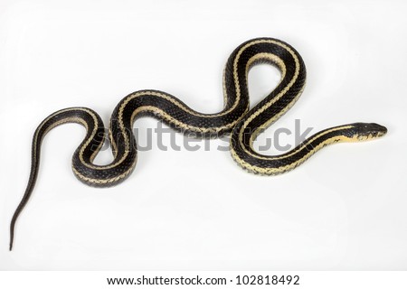 North American common Garter snake isolated on white Royalty-Free Stock Photo #102818492