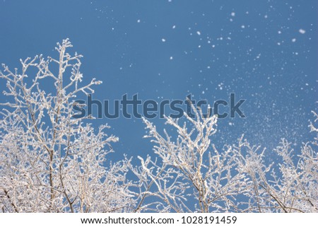 snow flying from tree branches against the blue winter sky