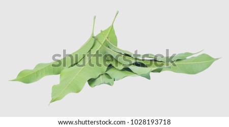 leaves  mango  on gray background, clipping path