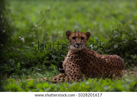Portrait of cheetah setting on grass in forest. Finely retouched and colored.

