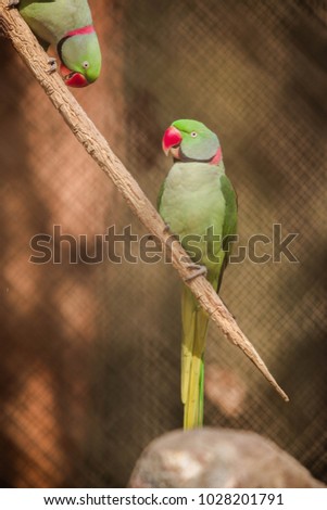 Photo of one parakeet bird trying to reach another. The birds with red beak standing on branch of tree. Finely retouched and colored.
