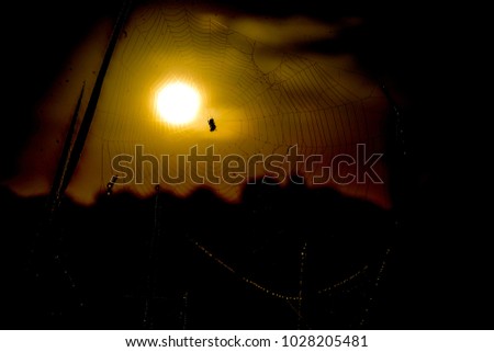 Web of a spider against sunrise in the field covered fogs. 