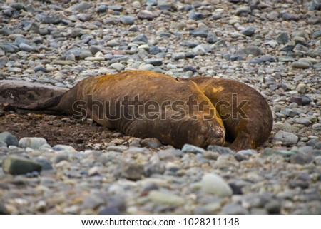 crabeater seal, antarctic peninsula, antarctica