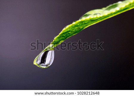 Water drops on green leaf for background