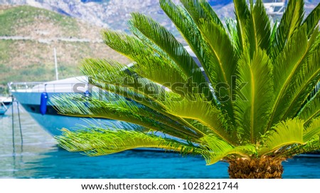 The palm tree covers the yacht in the background. The Marina in Budva, old city, Montenegro, Adriatic sea.  Royalty-Free Stock Photo #1028221744