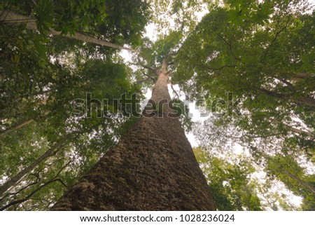 Giant Tree, Tak, Thailand