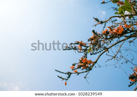 orange flower native to South Asia, Flowers falling from the tree.