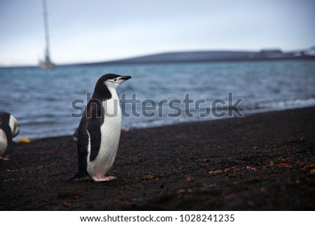 portrait of a chinstrap penguin, antarctic peninsula, antarctica