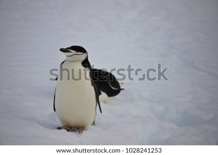 portrait of a chinstrap penguin, antarctic peninsula, antarctica
