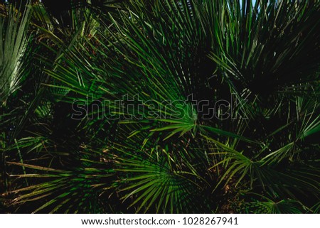 Green palm leaves close up. Tropical travel concept