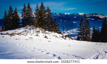 Mountain covered in snow. Carpathian Mountains in January