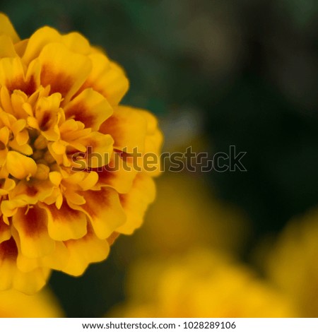 closeup marigold flower, Tagetes erecta
