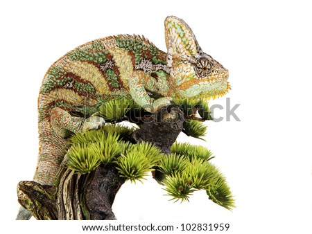 yemen chameleon in a host of artificial white background