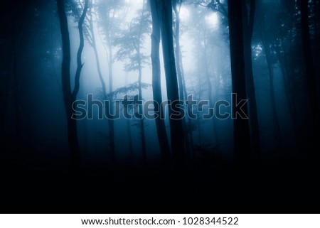 dark woods at night, fantasy background