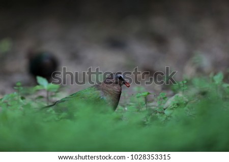 Common Emerald Dove bird in the forest