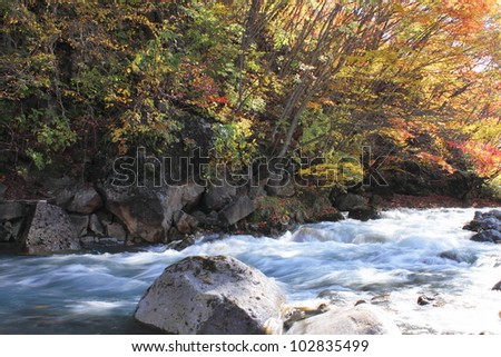  colorful  leaves and stream  in Gully  Matsukawa