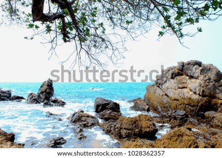 Brunch of tree and rock to the sea, Chonburi, Thailand