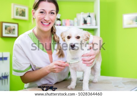 Woman is examining Dog for flea at dog parlor