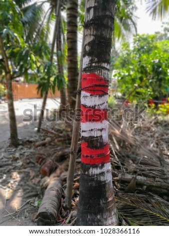 Urban red and white safety sign on the trunk of coconut or palm tree. Don't stop or parking here, beware of fallen coconut. 
