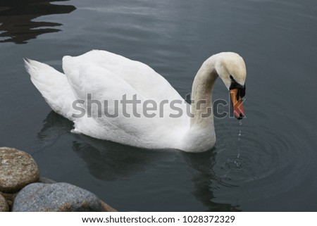 White swan on the water. Sunny day. White swan on the lake