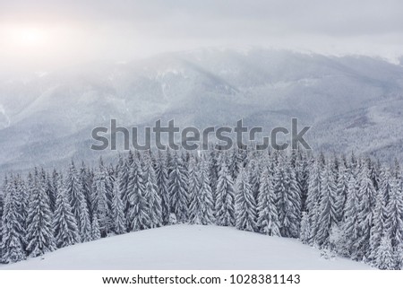 Scenic image of spruces tree. Frosty day, calm wintry scene. Location Carpathian, Ukraine Europe. Ski resort. Great picture of wild area. Explore the beauty of earth. Tourism concept. Happy New Year!