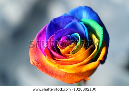 The rainbow rose is a rose that has had its petals artificially coloured.