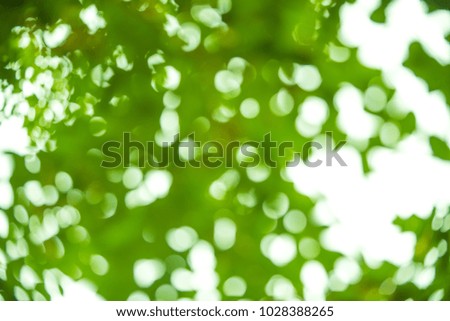 Blurred green leaves, bokeh light background