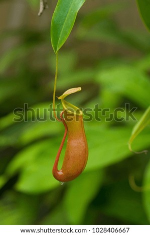 Nepenthes, a plant that likes to eat insects in nature.