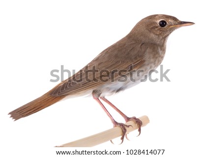  nightingale (Luscinia luscinia) isolated on a white background  in studio shot  Royalty-Free Stock Photo #1028414077