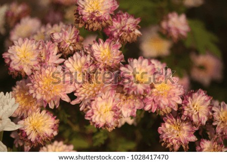 Chrysanthemums flower is beautiful in the garden