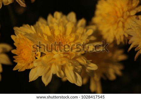 Chrysanthemums flower is beautiful in the garden