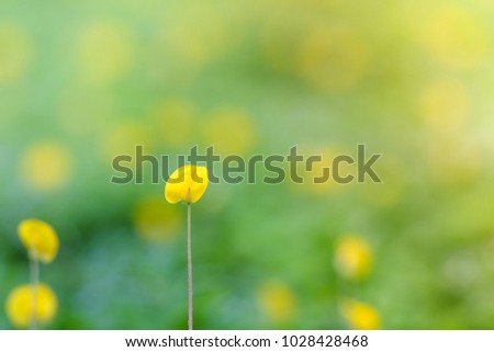 Royalty high quality free stock image of close up yellow Arachis pintoi flower (Pinto peanut) and blurred green leaf. Beautiful Pinto peanut in small garden