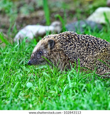 Wild hedgehog on the green grass background