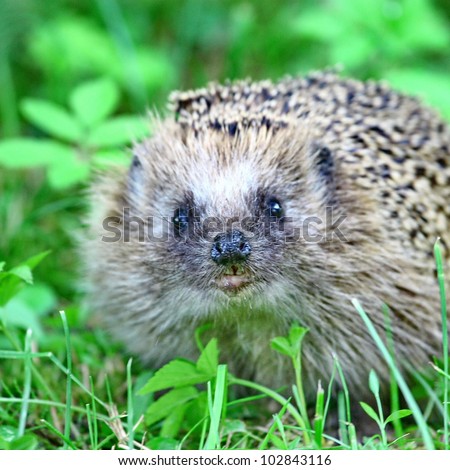 Wild hedgehog on the green grass background
