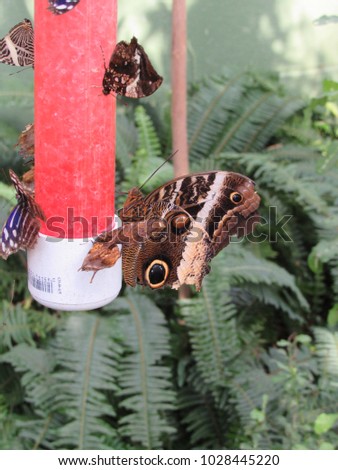 Yellow-edged giant owl butterfly (Caligo atreus), Zebra mosaic butterfly (Colobura dirce), Silver-studded leafwing (Hypna clytemnestra), Blue wave butterfly (Myscelia cyaniris), and tiger leafwing