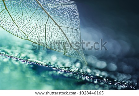 White transparent skeleton leaf with beautiful texture on a turquoise abstract background on glass with shiny water dew drops and circular bokeh close-up macro. Bright expressive artistic image. Royalty-Free Stock Photo #1028446165