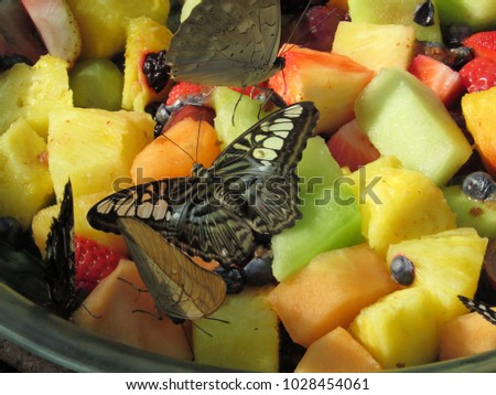 Clipper butterfly (Parthenos sylvia) with other butterfly species in a fruit bowl