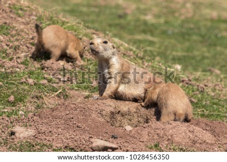 Black-Tailed Prairie marmot (Cynomys Ludovicianus)