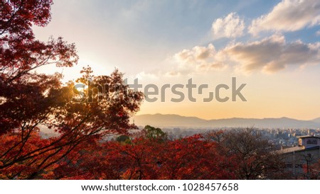 Landscape picture of red maple tree with blue sky in sunset and cityscape of Kyoto town, Japan