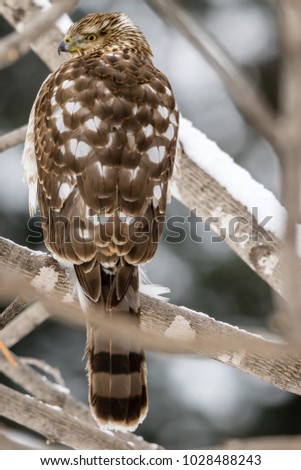 Bird hunting for food between snow storm