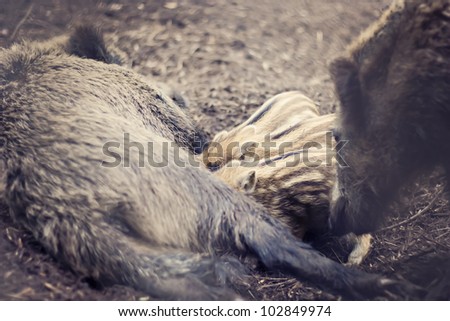 Wild Pig feeding her babies