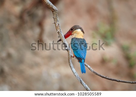 Stork-billed kingfisher, Pelargopsis capensis, a bird, very large tree kingfisher, native to India and Indonesia with very large, bright red bill and legs, blue wings in its native environment. India.